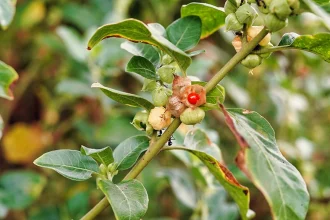 Ashwagandha