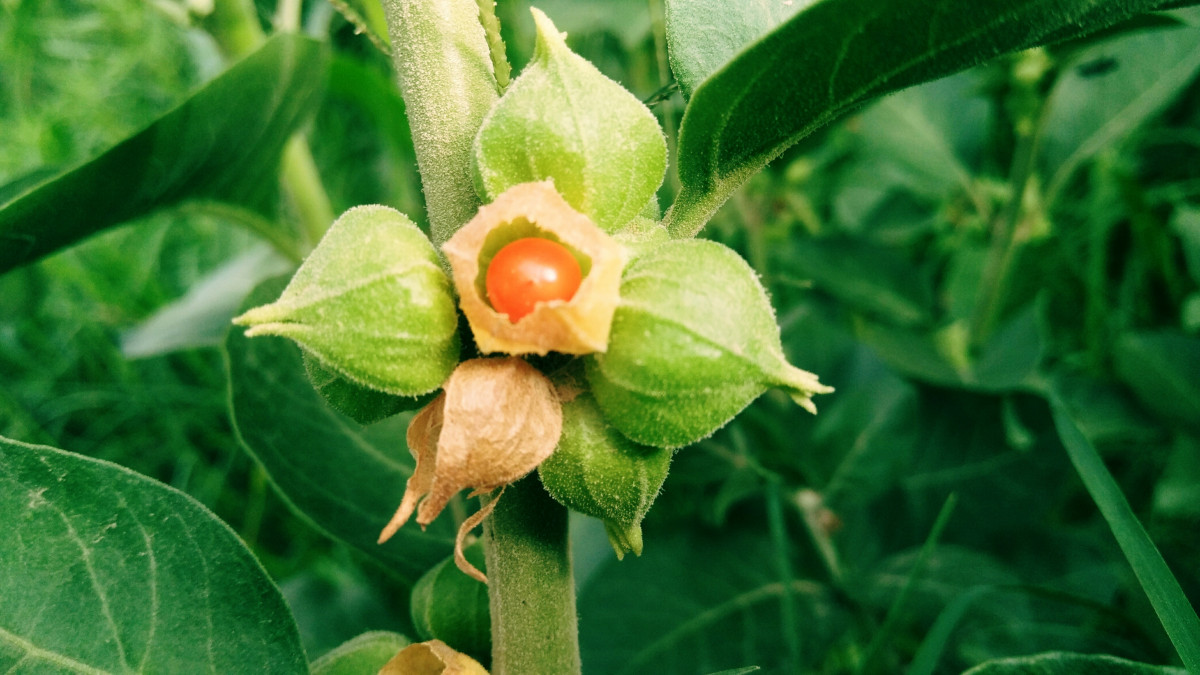 Ashwagandha