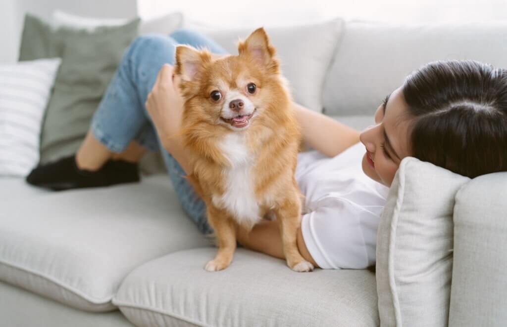 Chihuahua