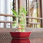 Feng shui et rangement
