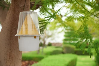 Aménager son jardin de manière écologique et économique