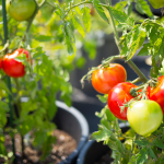 Arrosage des tomates