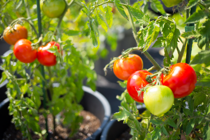 Arrosage des tomates