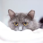langage du chat