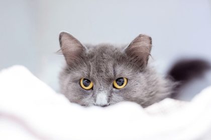 langage du chat