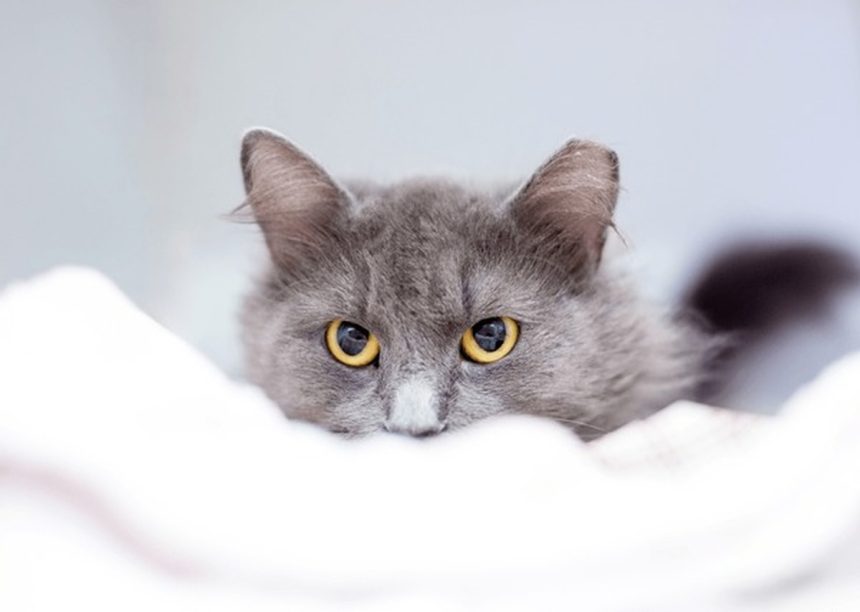 langage du chat