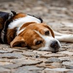 Votre chien vous lèche souvent
