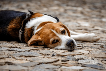 Votre chien vous lèche souvent