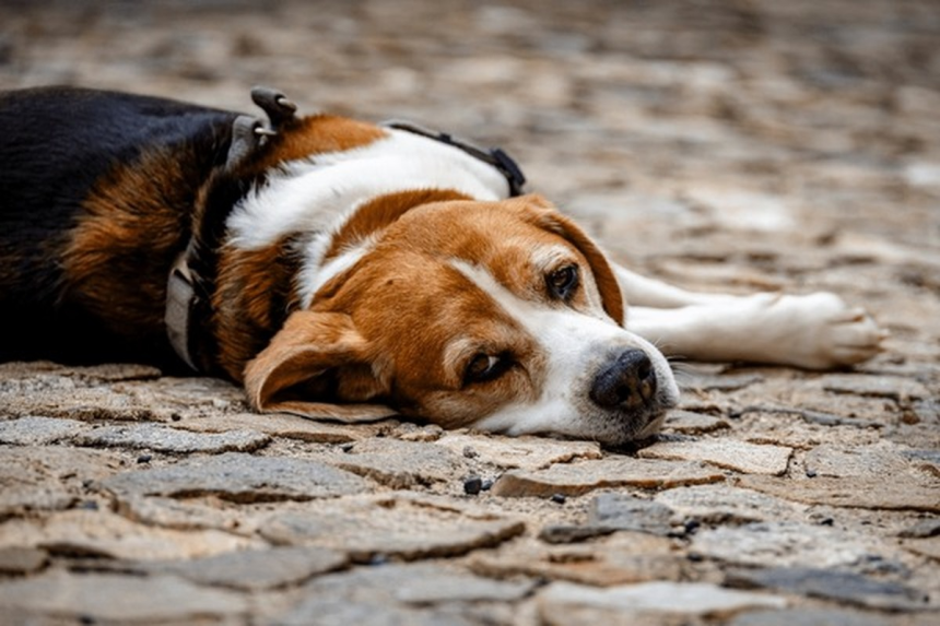 Votre chien vous lèche souvent