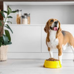 chien mange