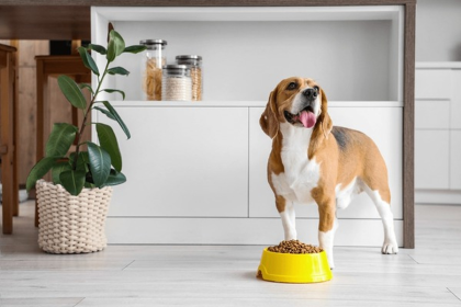 chien mange