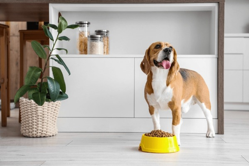 chien mange