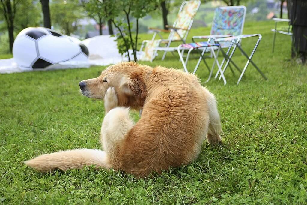 chien se gratter