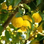 Citron