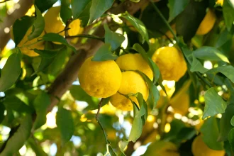 Citron