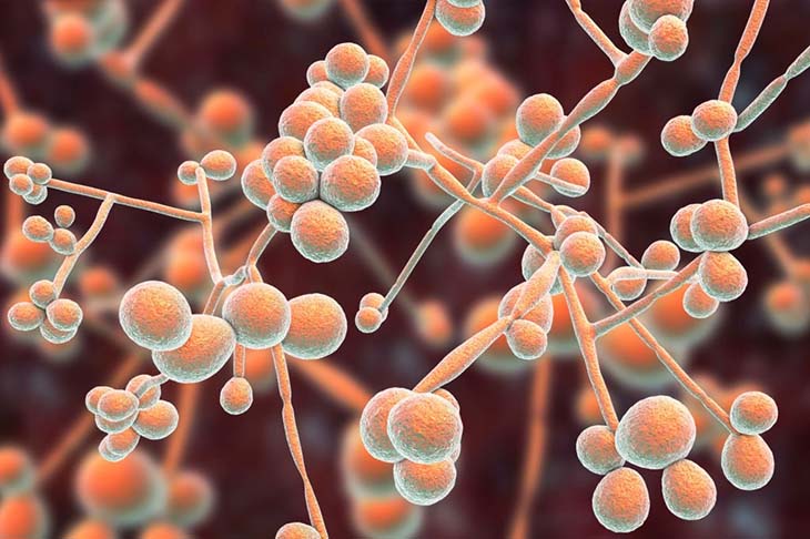 candidose intestinale