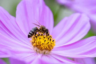 fleurs abeilles