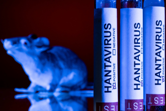 hantavirus des andes