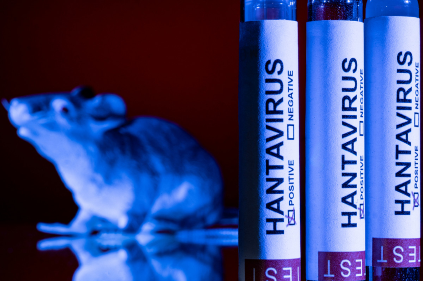hantavirus des andes
