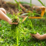 mauvaise herbes