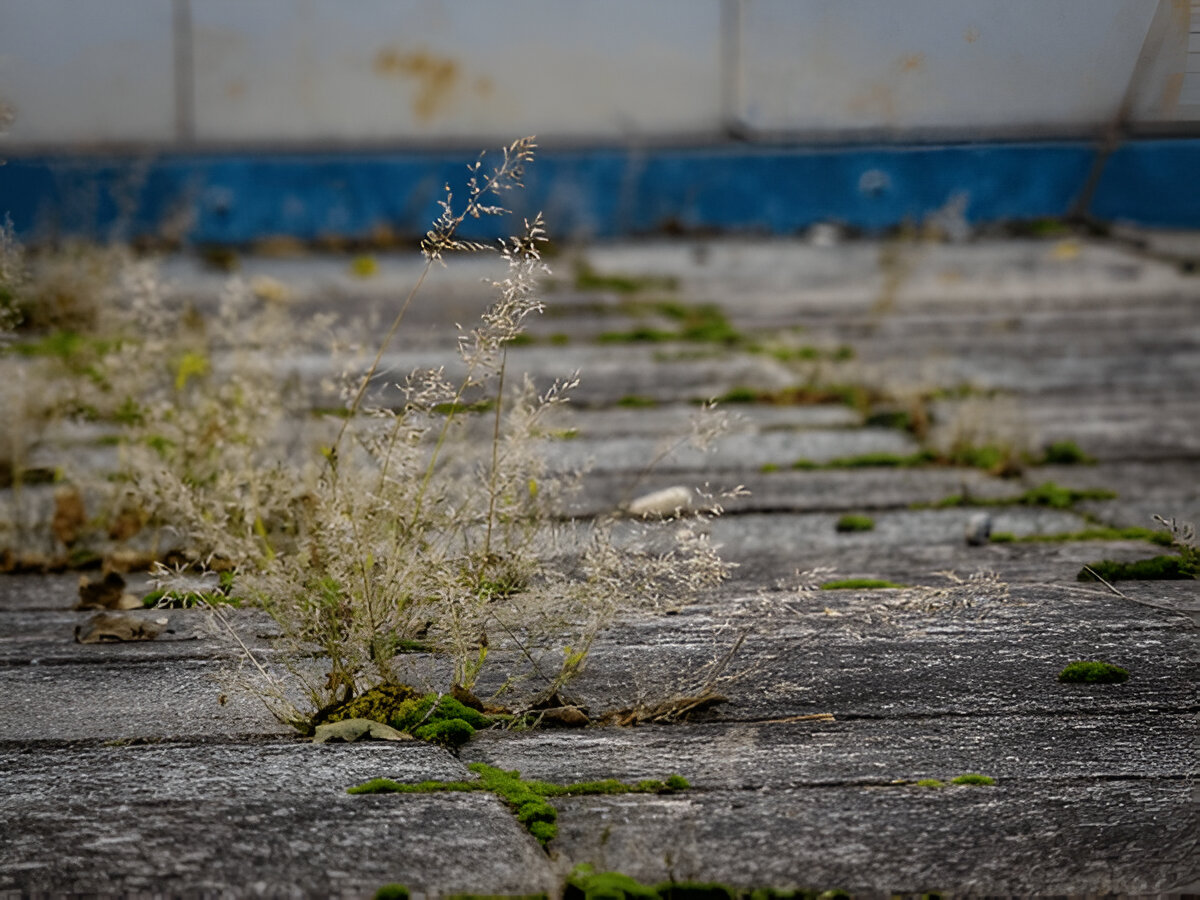 mauvaise herbes