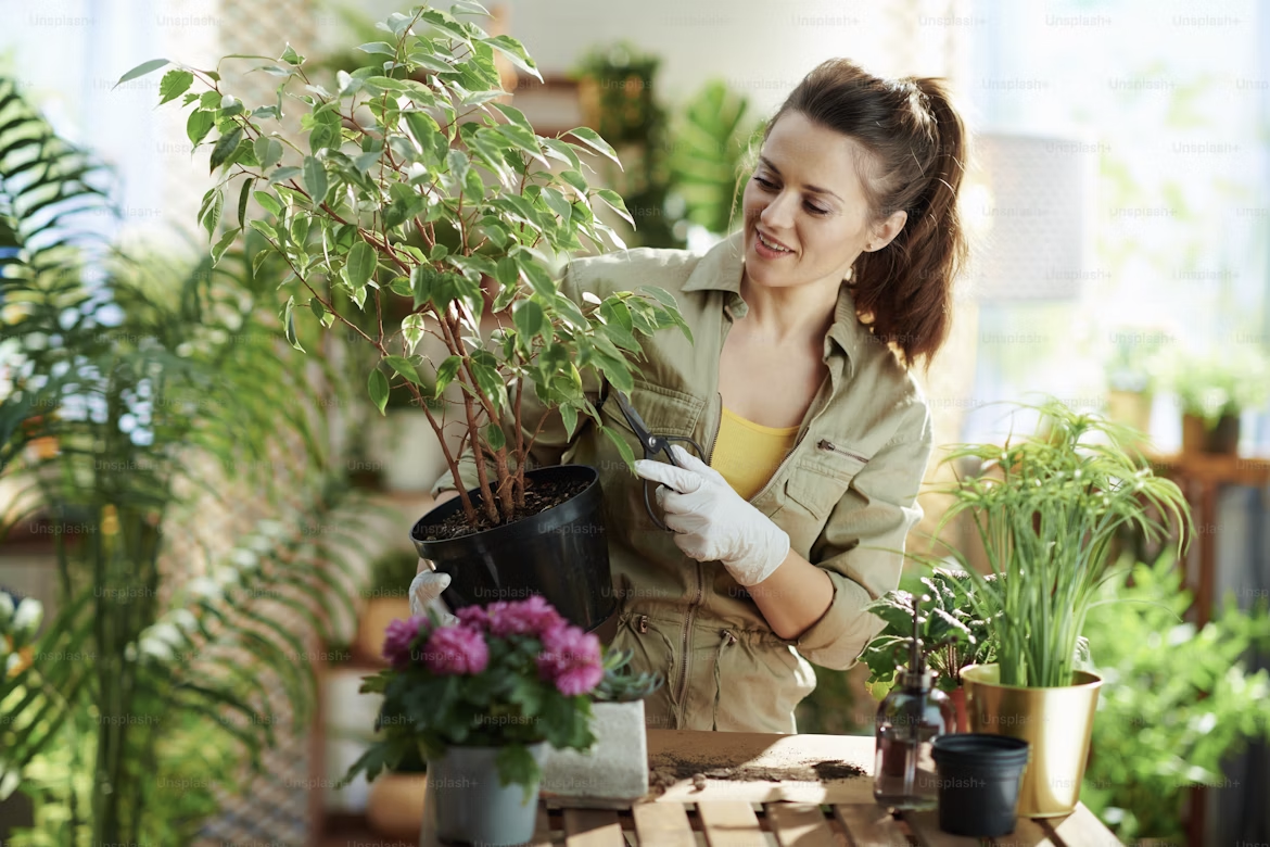 plante d’intérieur