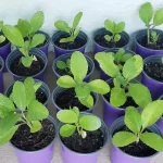 Plante Miracle