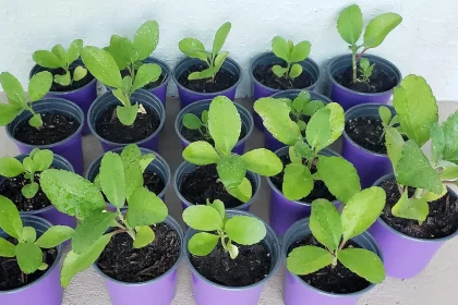 Plante Miracle