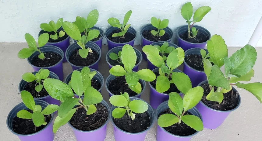 Plante Miracle