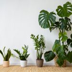 Plantes