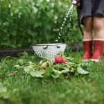 Plantes