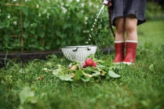 Plantes