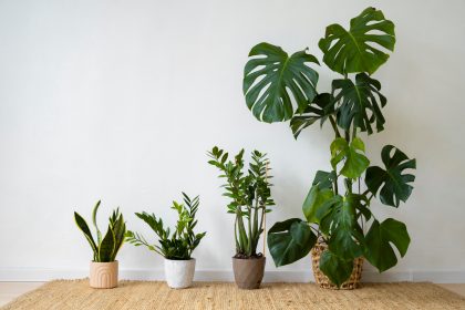 Plantes