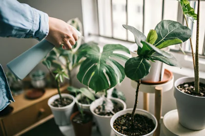 Plantes interieurs