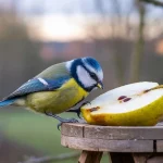 Poire oiseaux hiver