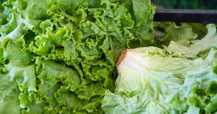 La salade verte est-elle un légume vert
