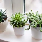 succulent01