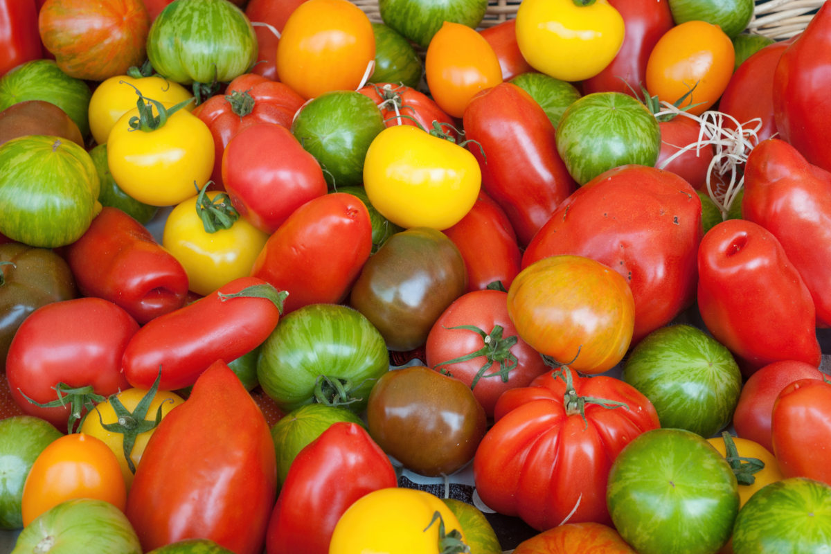 7 variétés de tomates savoureuses à adopter au potager sans hésiter