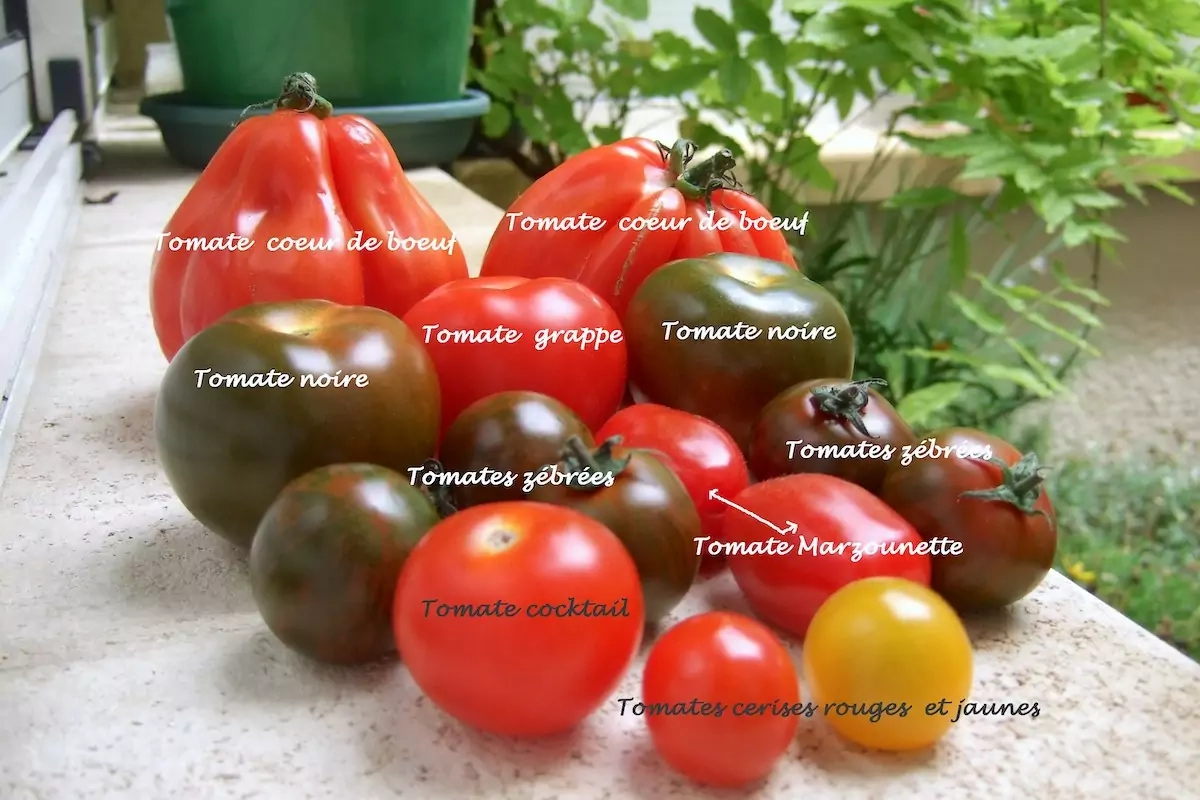 7 variétés de tomates savoureuses à adopter au potager sans hésiter