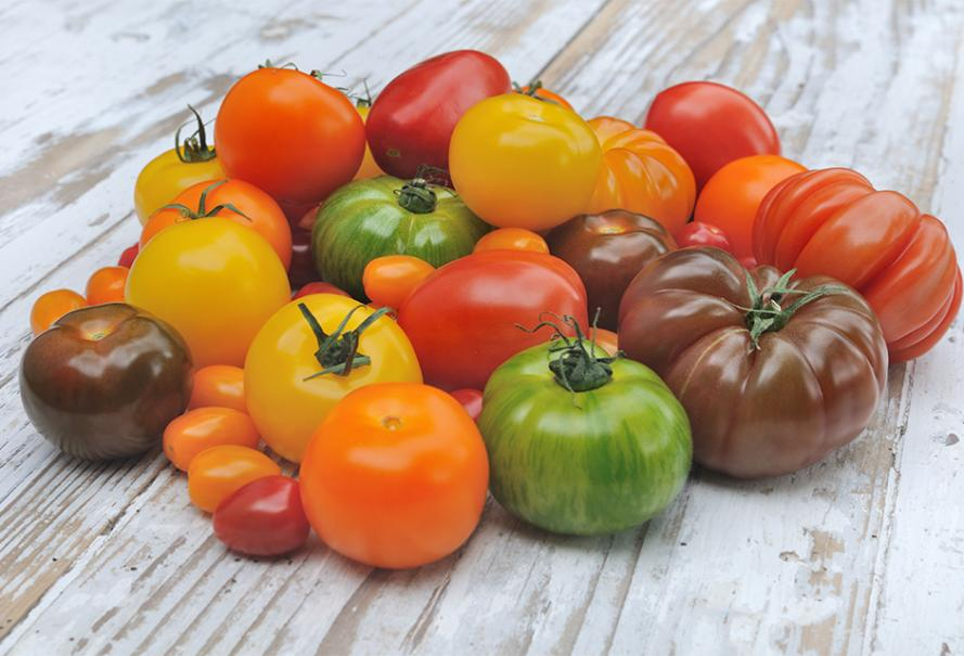 7 variétés de tomates savoureuses à adopter au potager sans hésiter