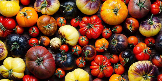 7 variétés de tomates savoureuses à adopter au potager sans hésiter