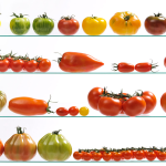 7 variétés de tomates savoureuses à adopter au potager sans hésiter
