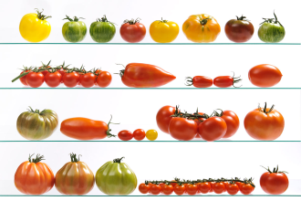 7 variétés de tomates savoureuses à adopter au potager sans hésiter